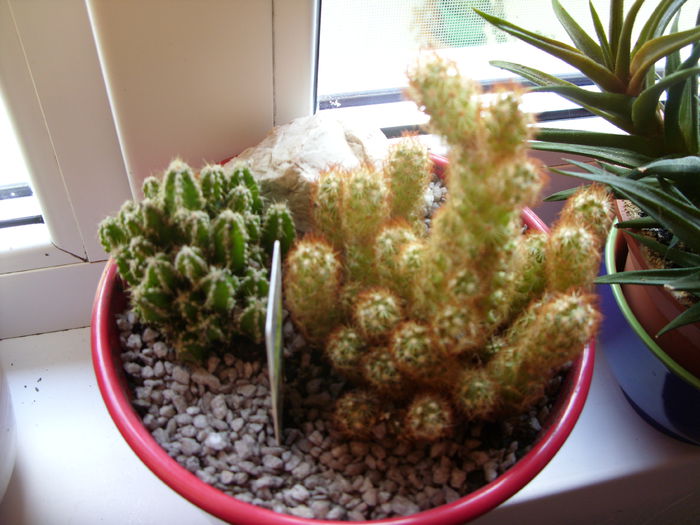 SDC10582 - cactusi si suculente