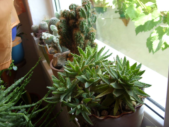 SDC10583 - cactusi si suculente