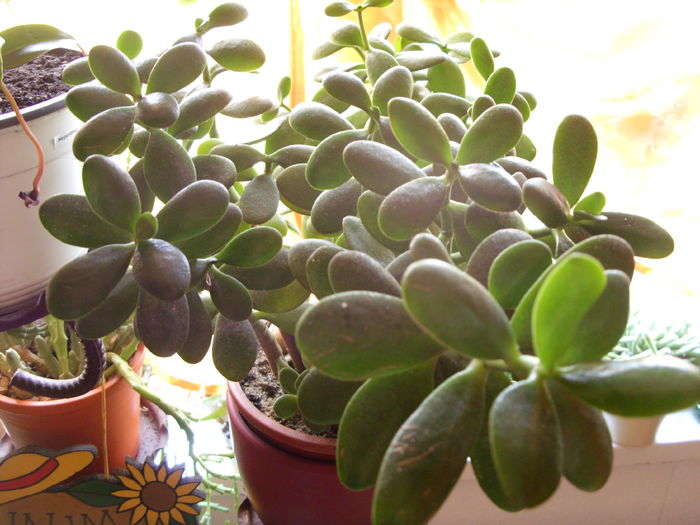 SDC10578 - cactusi si suculente