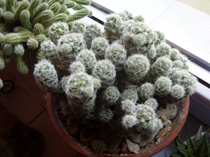 SDC10587 - cactusi si suculente