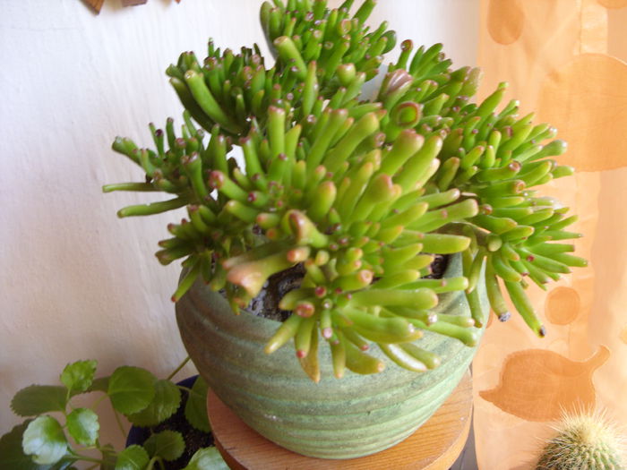 SDC10585 - cactusi si suculente