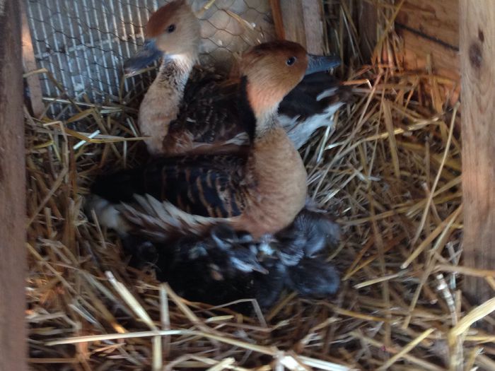 image - Tineret 2015