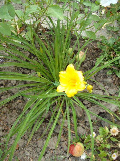 DSCF3585 - Plante de gradina