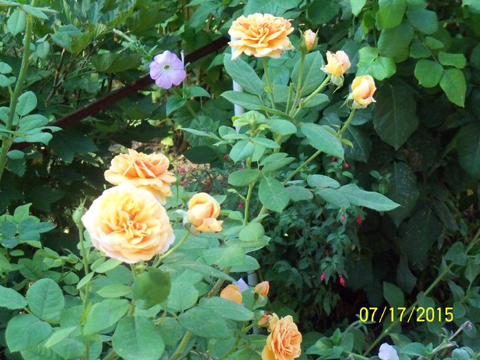 100_3049 - z trandafiri Florov 2015