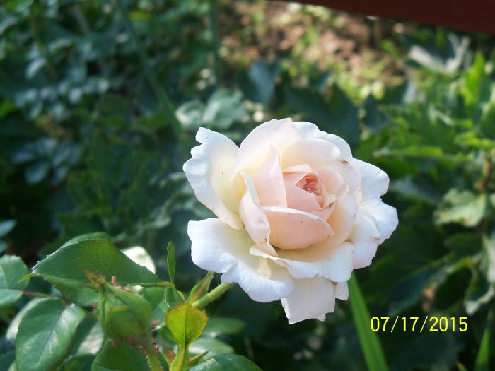 nr 31 - z trandafiri Florov 2015