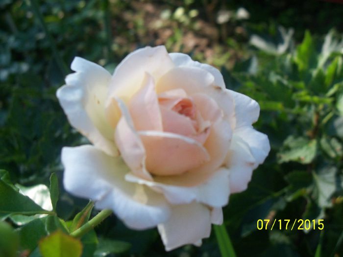 100_3035 - z trandafiri Florov 2015