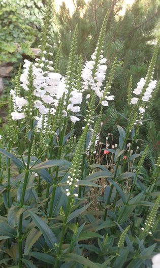 20150619_093447 - flori de gradina
