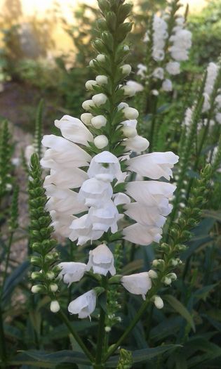 20150619_093501 - flori de gradina