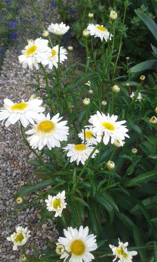 Margarete duble - flori de gradina
