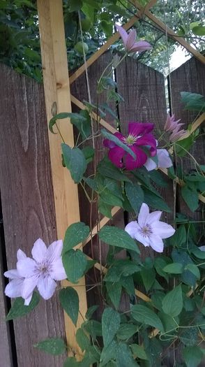 WP_20150702_023 - Clematite