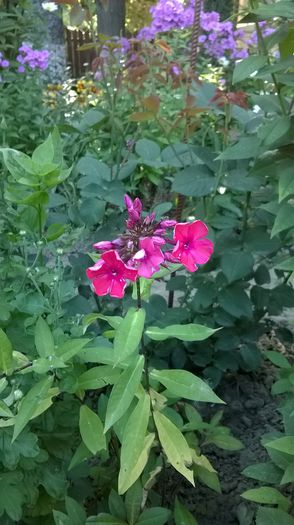 WP_20150703_009 - Plante de gradina