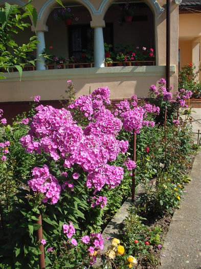 DSCF3502 - Plante de gradina