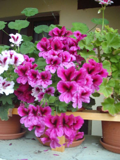 DSCF3642 - Plante la ghiveci
