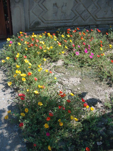 DSCF3559 - Plante de gradina