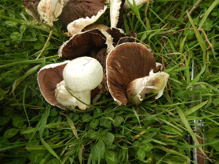 11036945_794531780642380_1592953629262945963_n (1) - Agaricus nivescens