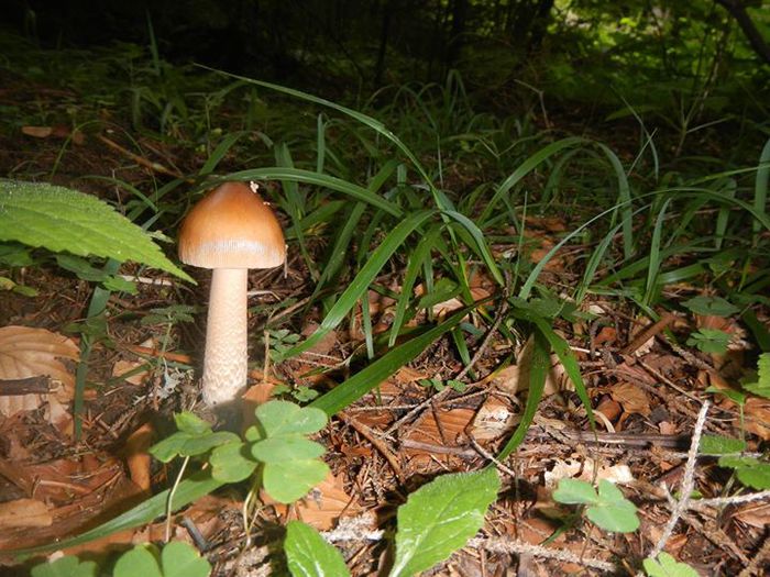 10496094_711580595604166_6683278323670515955_o - Amanita fulva