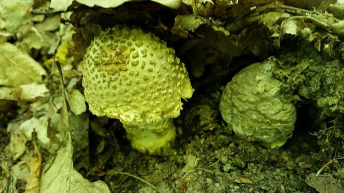 11401253_804946182934273_1793599238860426267_n - Amanita rubescens - cuci