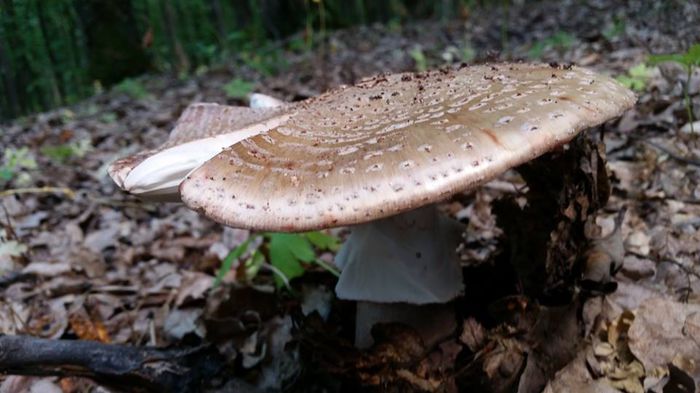 11423989_804946206267604_1000728937825337480_n - Amanita rubescens - cuci