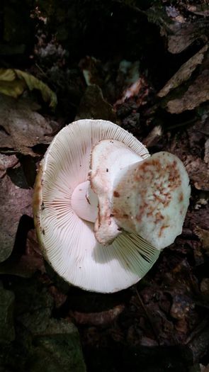 11425175_804946179600940_1939504210817763009_n - Amanita rubescens - cuci