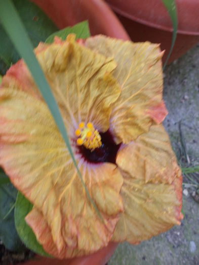 DSC04475 - iulie 2015