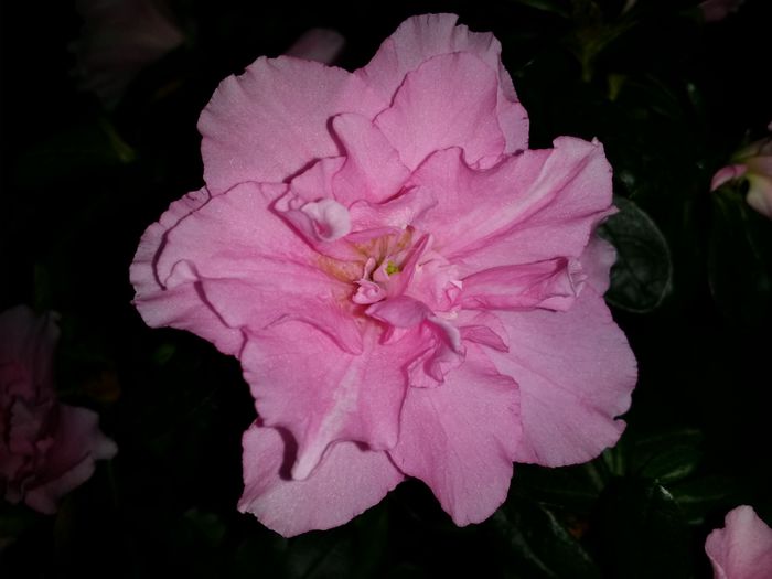 20150717_154238 - Plante in ghiveci 2015