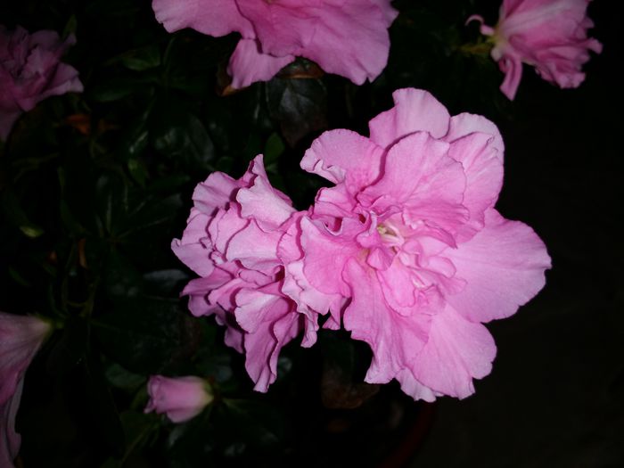 20150717_154217 - Plante in ghiveci 2015