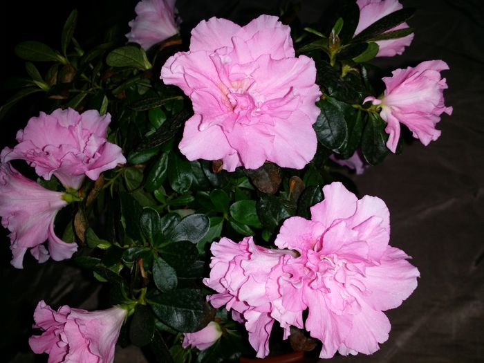 20150717_154155 - Plante in ghiveci 2015