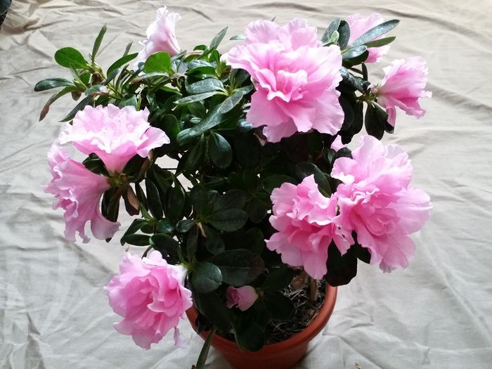 20150717_153931 - Plante in ghiveci 2015