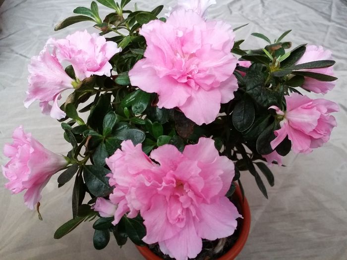 20150717_154035 - Plante in ghiveci 2015