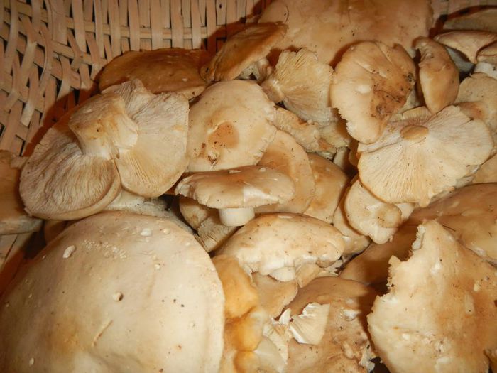 11127727_788186527943572_8665864143303069120_n - Calocybe gambosa - Buretele de mai