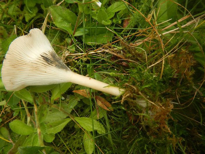 10423885_814569861971905_6809539106020792849_n - Clitocybe catinus