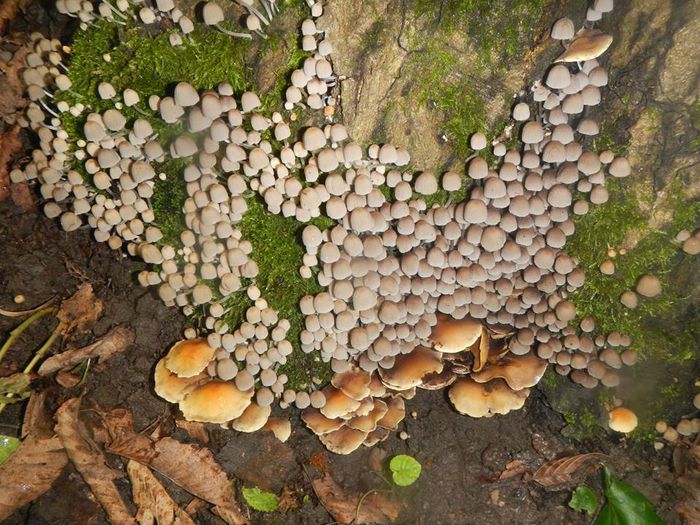 11665406_812799728815585_9182531813586066501_n - Coprinellus disseminatus