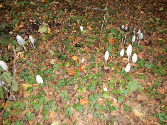 1508166_709615809133978_655828024604335795_n - Coprinus comatus - buretele cu peruca