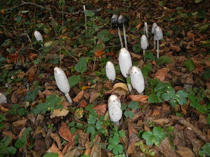 10862632_709615802467312_6573970988494651367_o - Coprinus comatus - buretele cu peruca