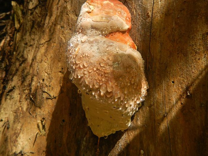 11701199_815156501913241_5089612672014086048_n - Ganoderma resinaceum si Inonotus hispidus - posibil