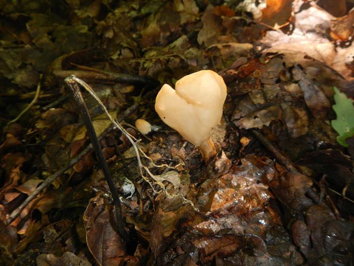 11071677_820362804725944_7741781989286342416_n - Helvella elastica - mitra varatica-  sau  lacunosa