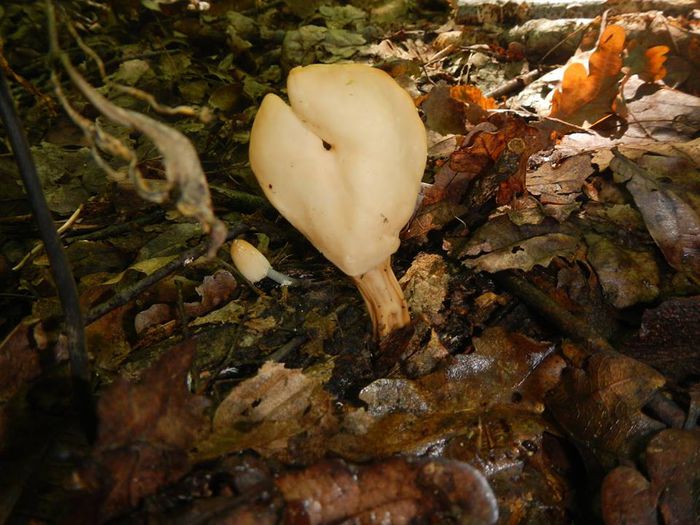 11738011_820362808059277_3417782206611198675_n - Helvella elastica - mitra varatica-  sau  lacunosa