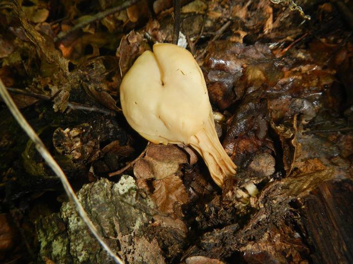 11752565_820362811392610_6824671612061815717_n - Helvella elastica - mitra varatica-  sau  lacunosa