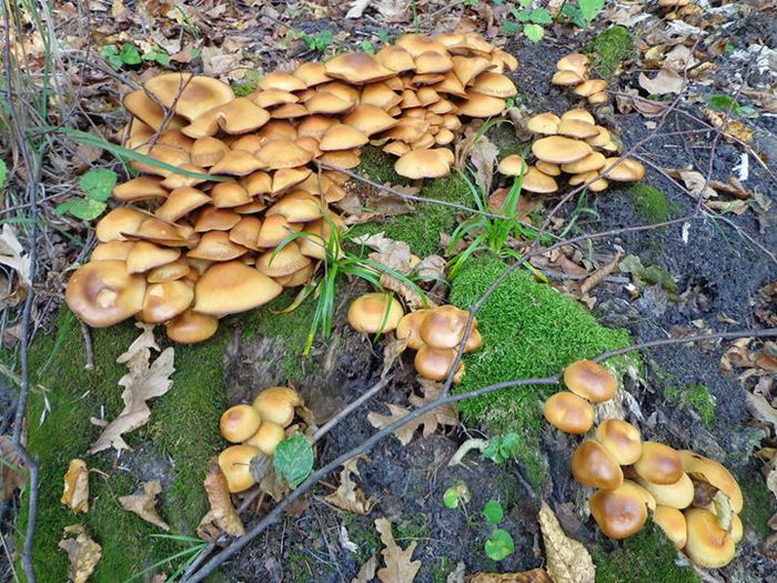 10857366_750643931697832_8528818308783684768_o - Kuehneromyces mutabilis