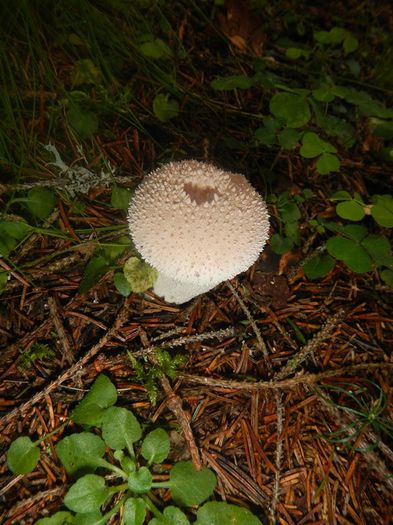 11539610_812852112143680_7457608710367693463_n - Lycoperdon perlatum - Casul ciorii