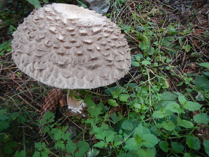 10574322_651149458313947_3056544018922135344_n - Macrolepiota procera - Piciorul caprioarei