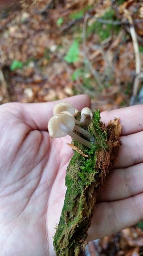 11390340_800771156685109_4106949290332436642_n - Mycena laevigata