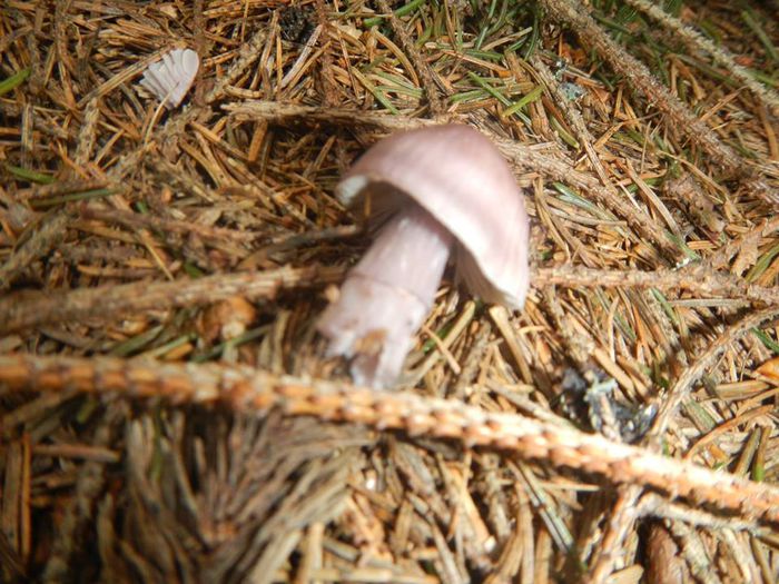 11170350_800494086712816_2569613571819791402_n - Mycena pura