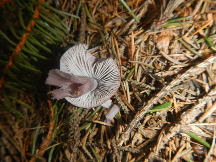 11391554_800494116712813_3542127630868452685_n - Mycena pura