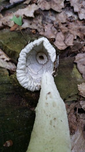 18905_805470019548556_5083876883588383310_n - Phallus impudicus - Bozuz