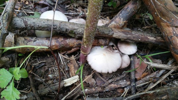 20150627_161912 - Psathyrella candolleana