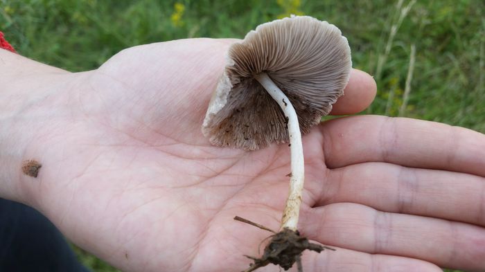 20150627_162053 - Psathyrella candolleana