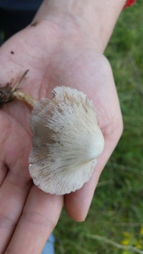 20150627_162116 - Psathyrella candolleana