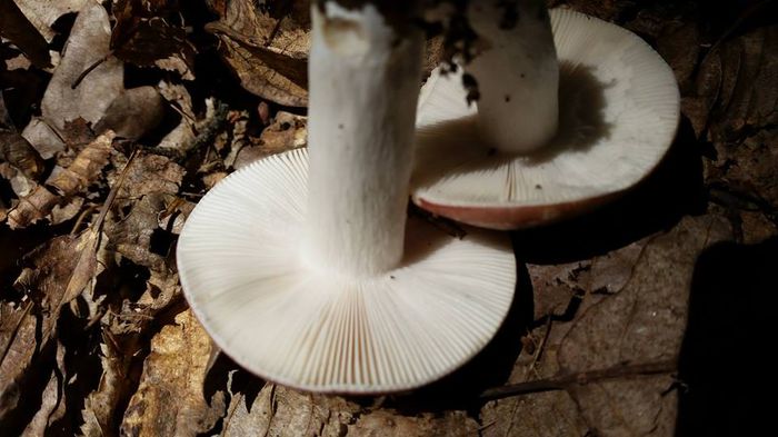 1240382_804946919600866_7656407587009651393_n