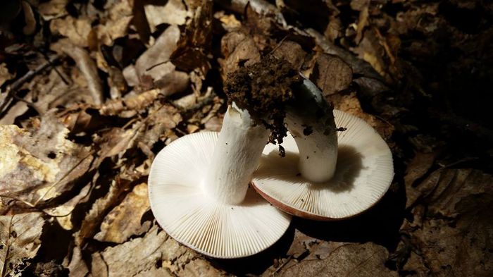 11058084_804946926267532_8762789630876983418_n - Russula - probabil R cyanoxantha